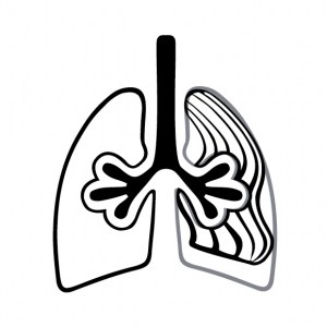 pulmonary fibrosis preclinical research
