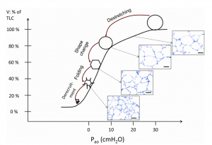 lung physiology and mechanics