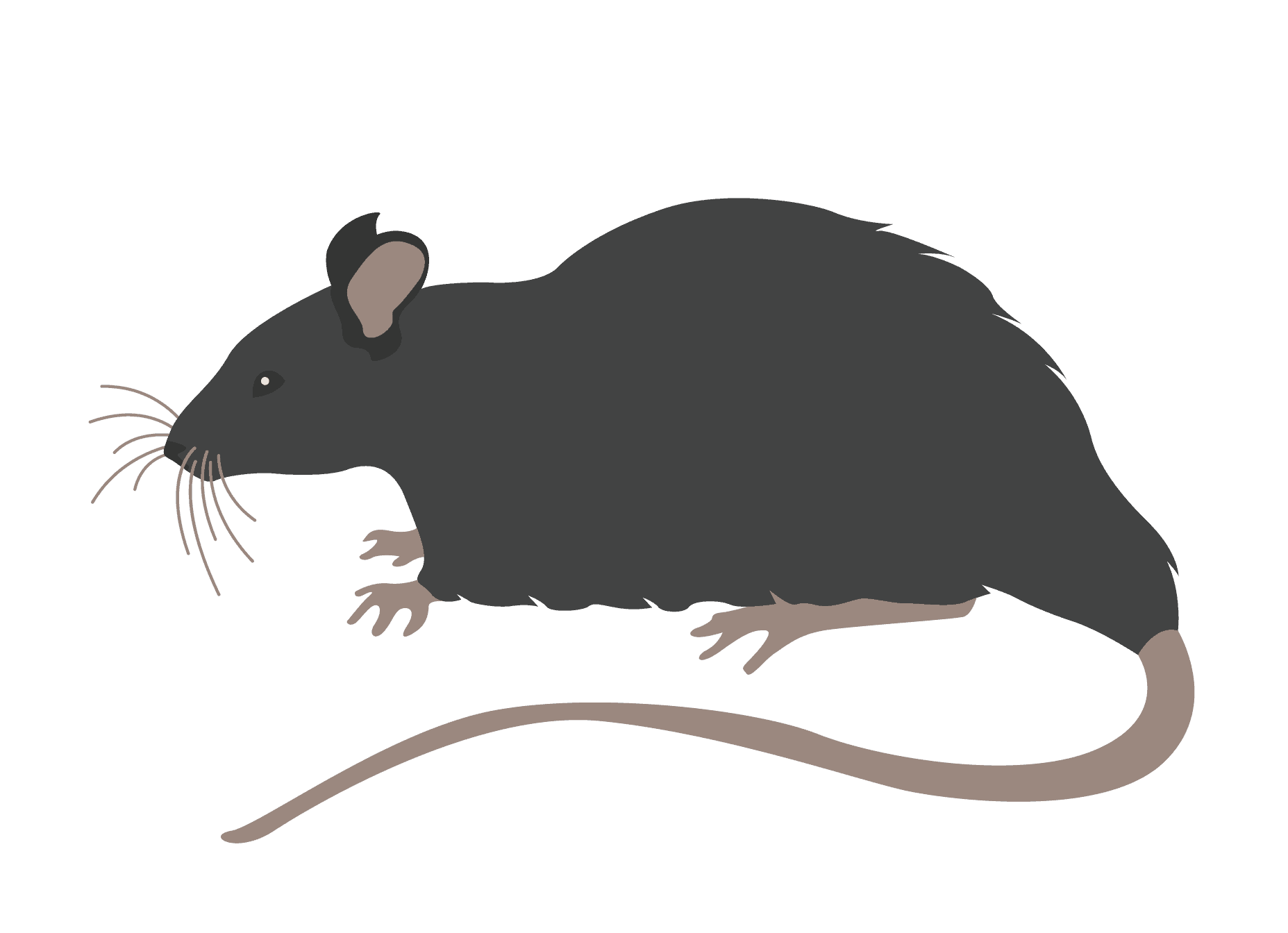 Mice strains in preclinical respiratory research