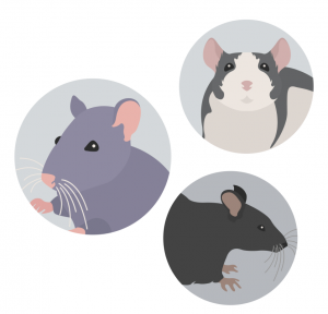 IACUC Considerations