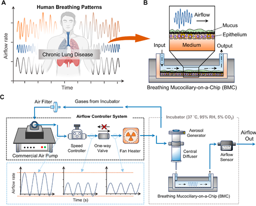 Lung on a chip blog