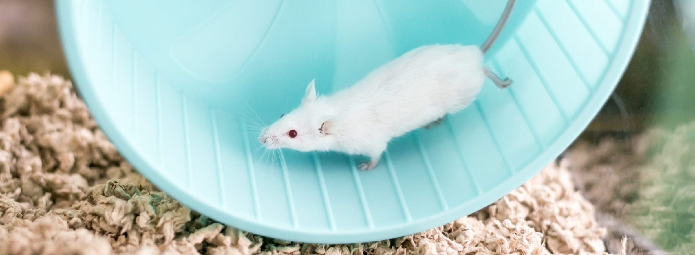 A,Small,White,Domesticated,Pet,Mouse,With,Red,Eyes,Running