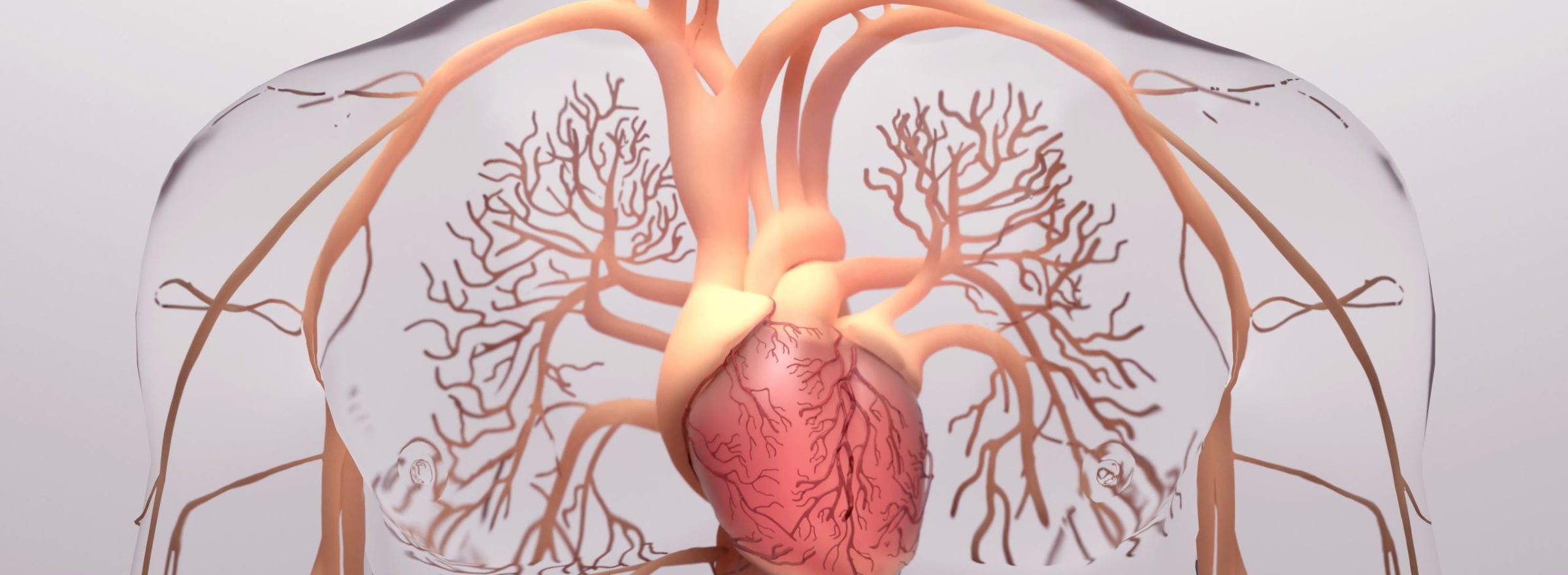 Human,Heart,,3d,Rendering,,Medically,Accurate,Illustration,Of,The,Human